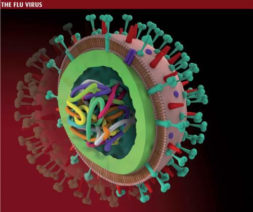 Un dels virus responsables de la grip. Font: New Scientist